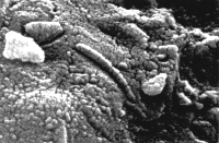 화성 운석에서 생물체 흔적 발견